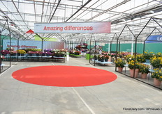 Een kijkje in de kas waar vele soorten gepresenteerd zijn. De presentatie is op dezelfde wijze ingedeeld als op de California Summer Trials die in week 25 plaats zullen vinden in America.